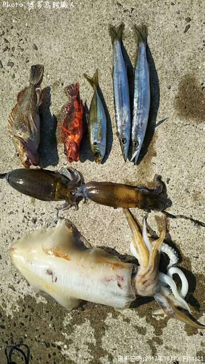 アオリイカ、カマス、カサゴ、アジ