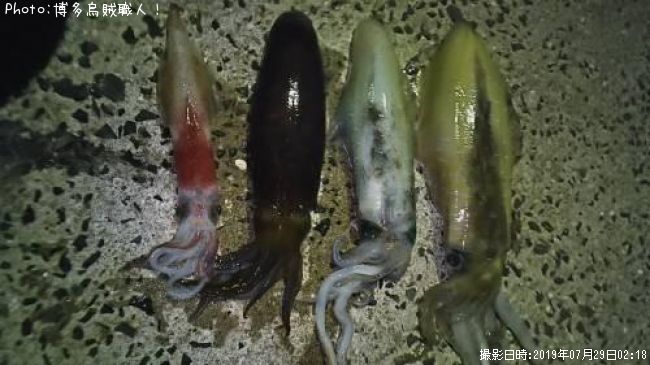 アオリイカ、ケンサキイカ