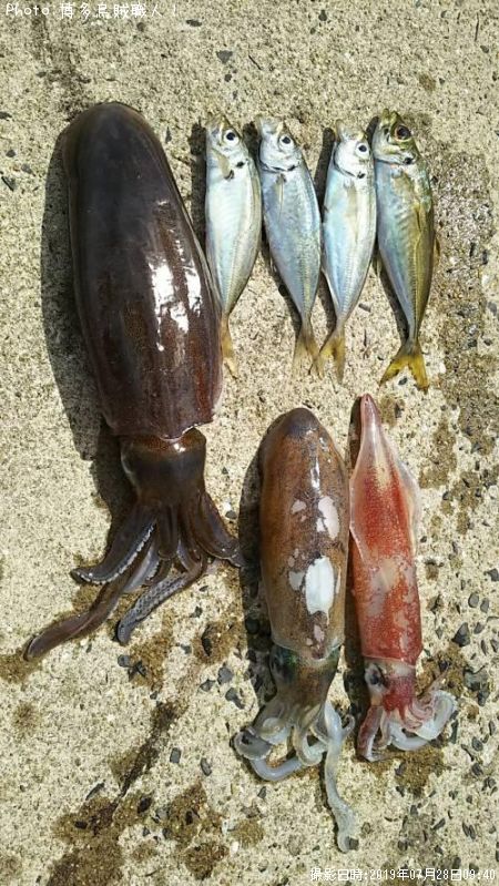 アオリイカ、ケンサキイカ、アジ