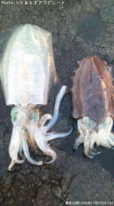 アオリイカ、コウイカ