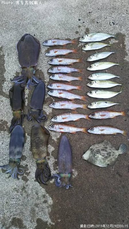 アオリイカ、ムツ、アジ、カワハギ