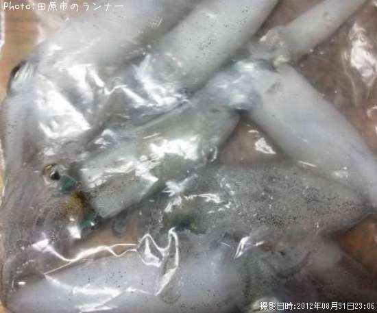 アオリイカ(新子)その他ヒイカ