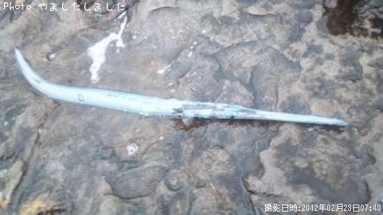 アオヤガラ