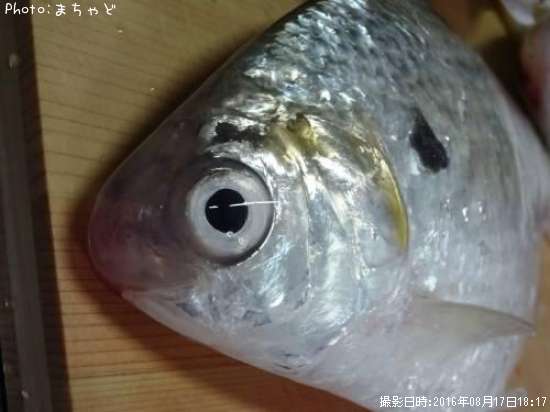 アシチン【リュウキュウドロクイ】