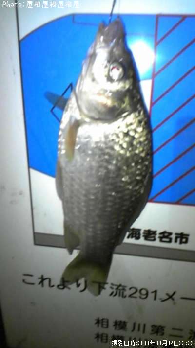 鮒ばっかり(涙)