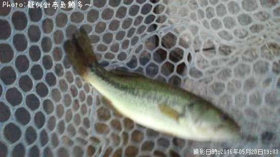 ばす