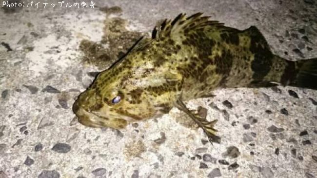 ベッコウゾイ
