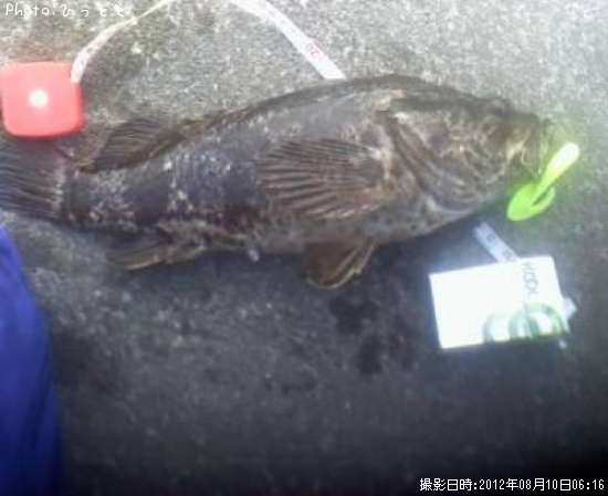 ベッコウゾイ?タケノコメバル?