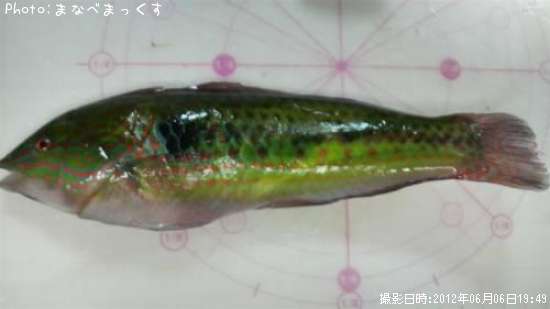 ベラ