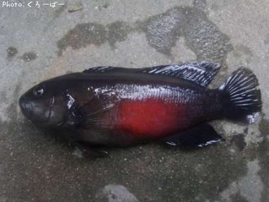 ベラ?