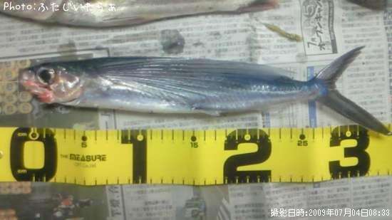 飛び魚