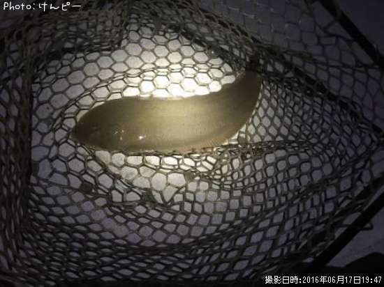 舌ビラメ