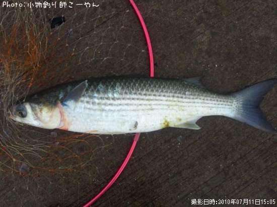 ボラ