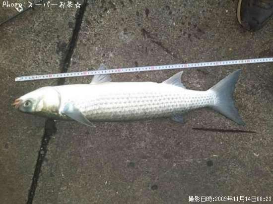 ボラ?