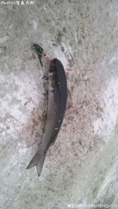 ボラの稚魚