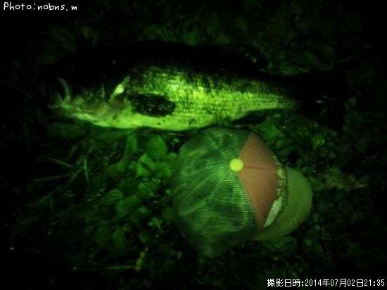 ブラックバス