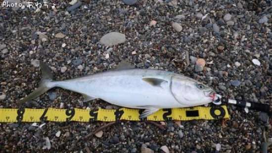 愛知県でブリが釣れるポイントはどこ 釣れるシーズンやルアー釣り情報や釣果発信中 即戦力釣り情報