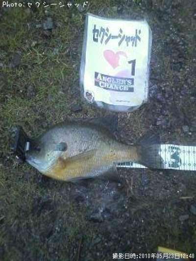 ブルーギル