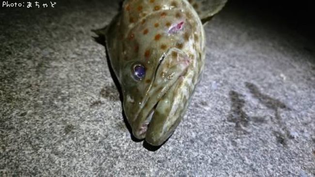【チャイロマルハタ】