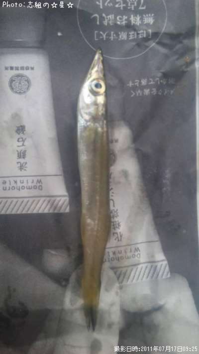 ちびカマス