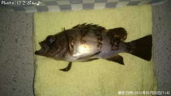 チビメバル