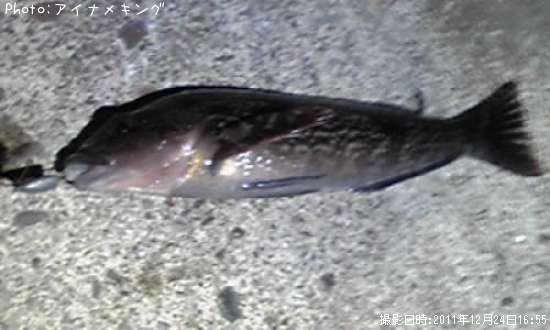 チビナメ