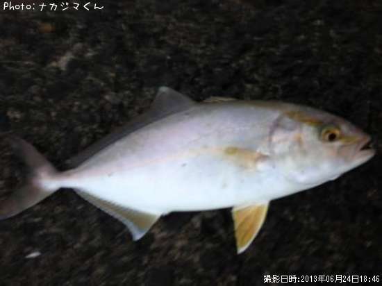 チビネイゴ