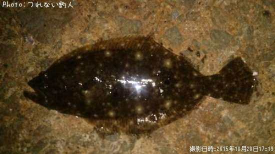 ちびラメ