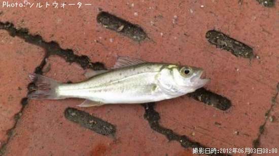 チビセイゴ