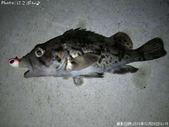 チビソイ