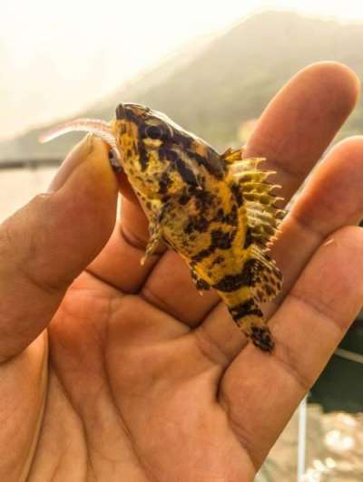 チビタケノコ
