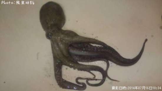 ちびタコ