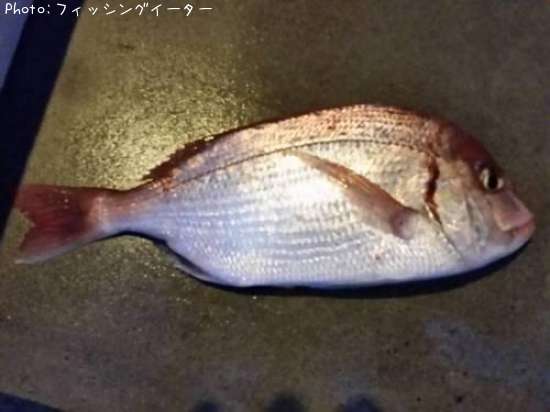 チダイ