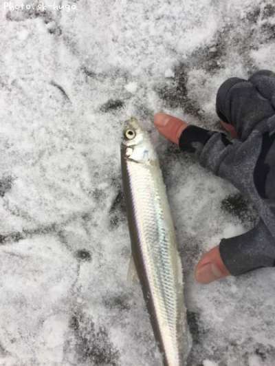 知りたい 北海道のチカ釣り情報を発信中 ポイントからシーズンやルアーまで釣果情報 即戦力釣り情報