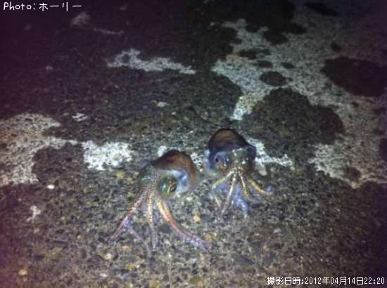 チ○コイカ