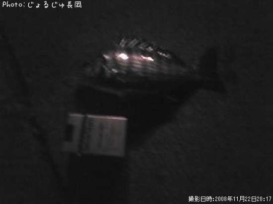 チンタ