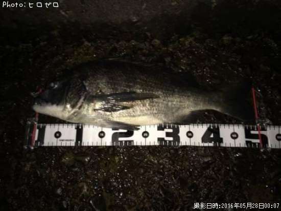 チヌ
