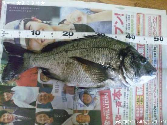 チヌ