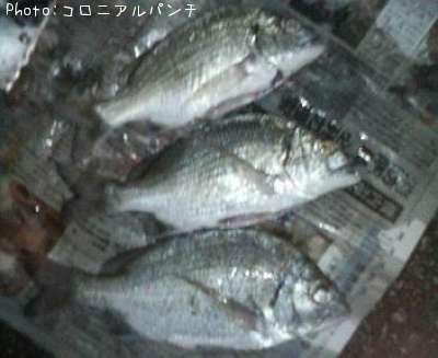 チヌ(キチヌ)