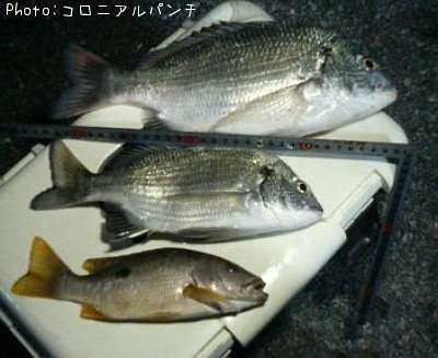 チン、ヤマトビー