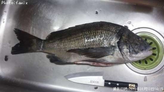 ダンゴ釣り