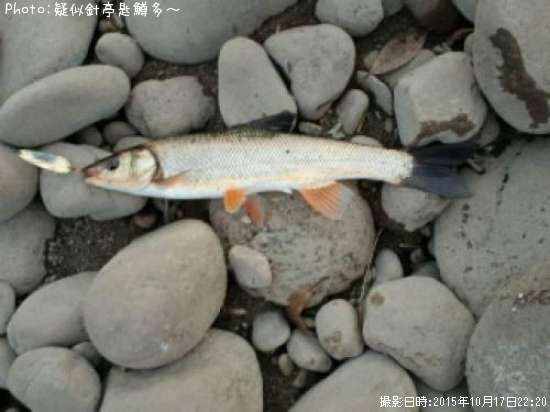 デカうぐい