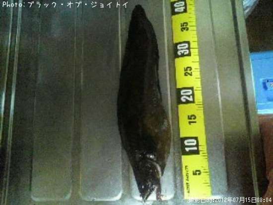 ドンコ様