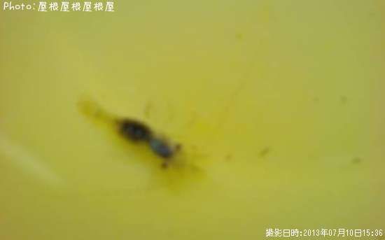伊勢エビ釣り