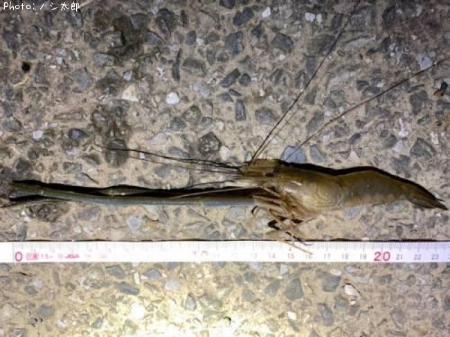 知りたい 日本全国の手長エビ テナガエビ釣り情報を発信中 ポイントからシーズンやルアーまで釣果情報 即戦力釣り情報