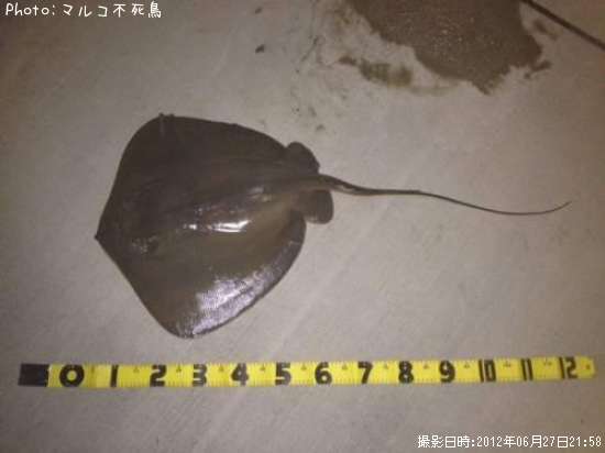 知りたい 東京都のエイ釣り情報を発信中 ポイントからシーズンやルアーまで釣果情報 即戦力釣り情報