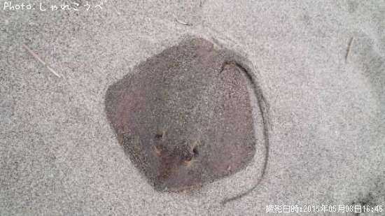 エイ