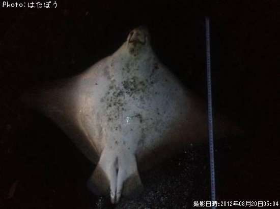 エイ