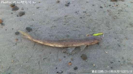 愛知県でエソが釣れるポイントはどこ 釣れるシーズンやルアー釣り情報や釣果発信中 即戦力釣り情報