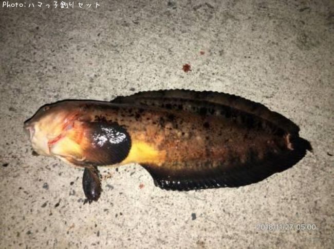 エゾクサウオ